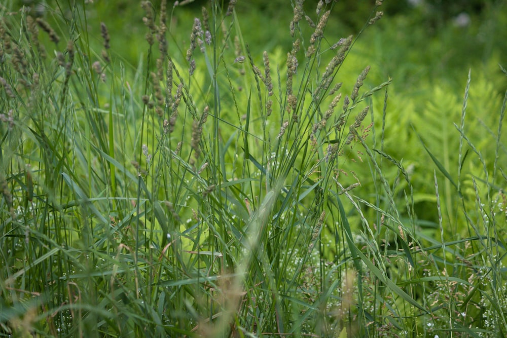 close-up of grass in a field