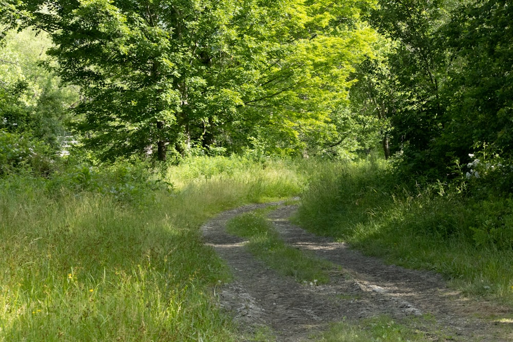 a dirt road in a forest