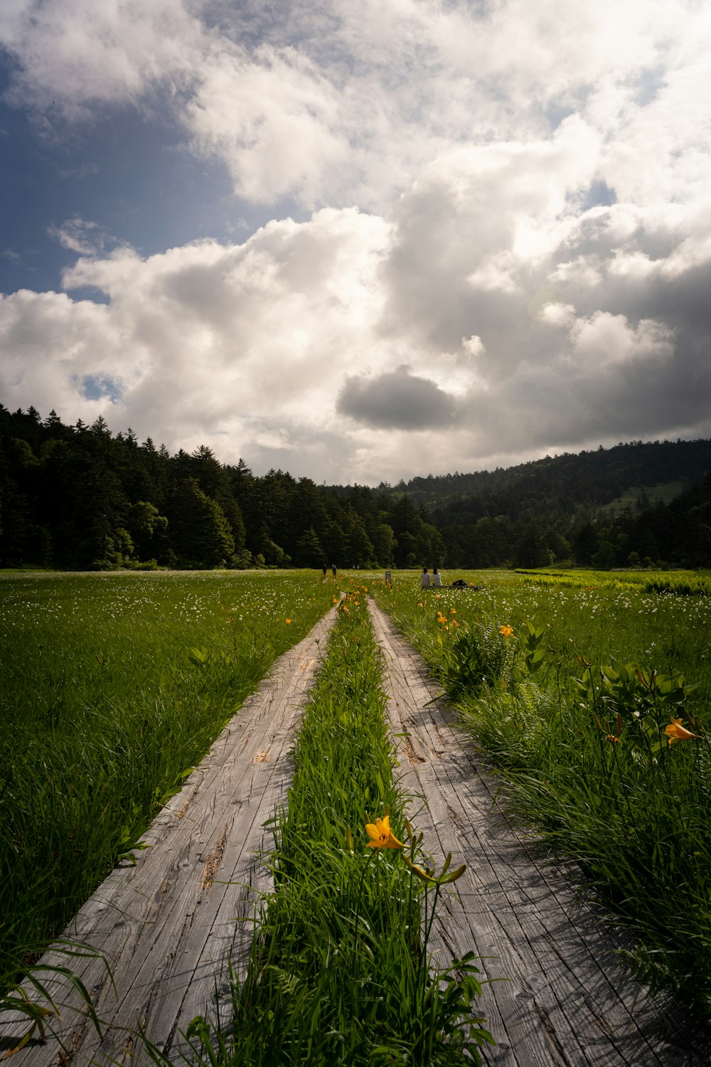 a path with trees on the side of a lush green field