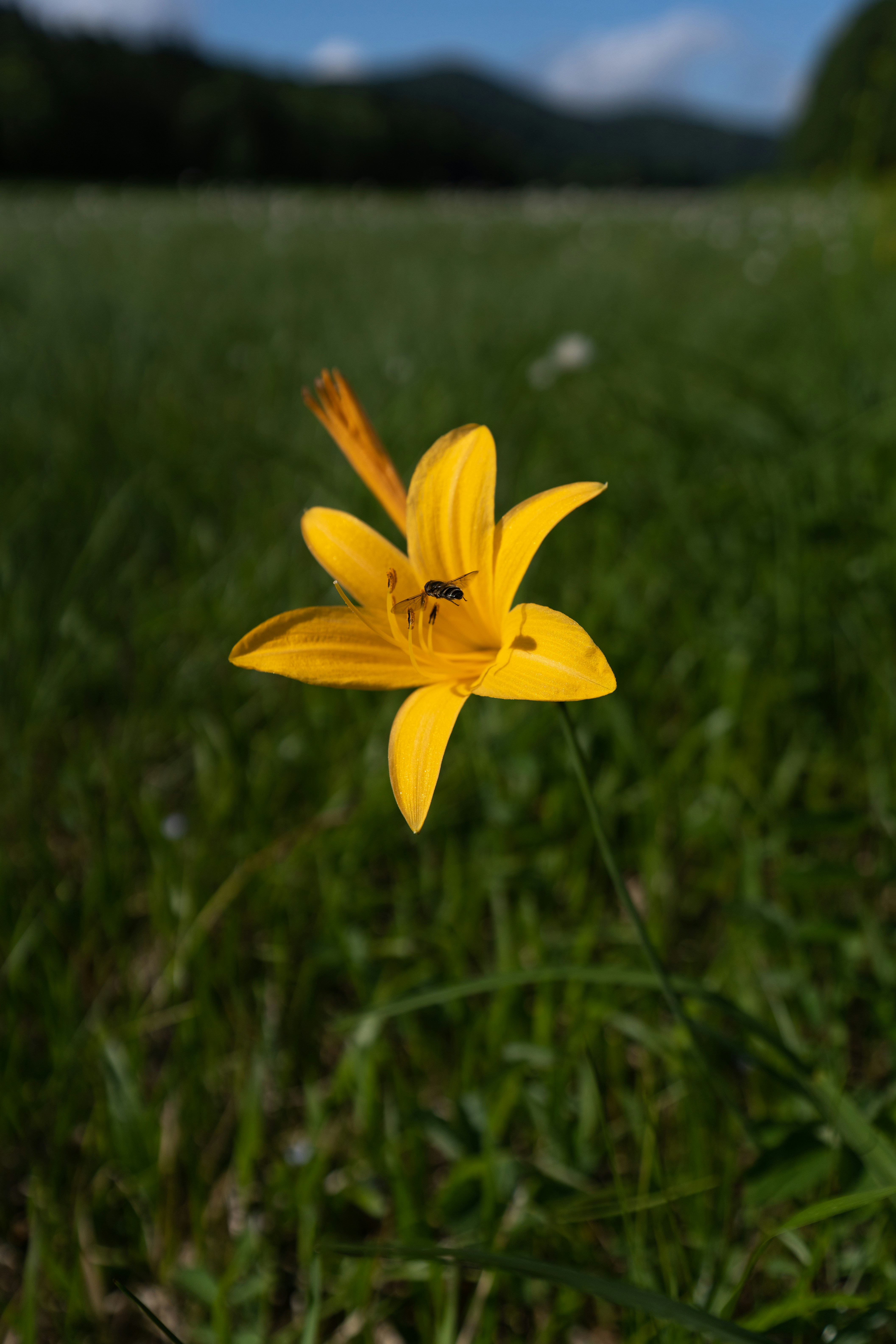 Gros plan d’une fleur