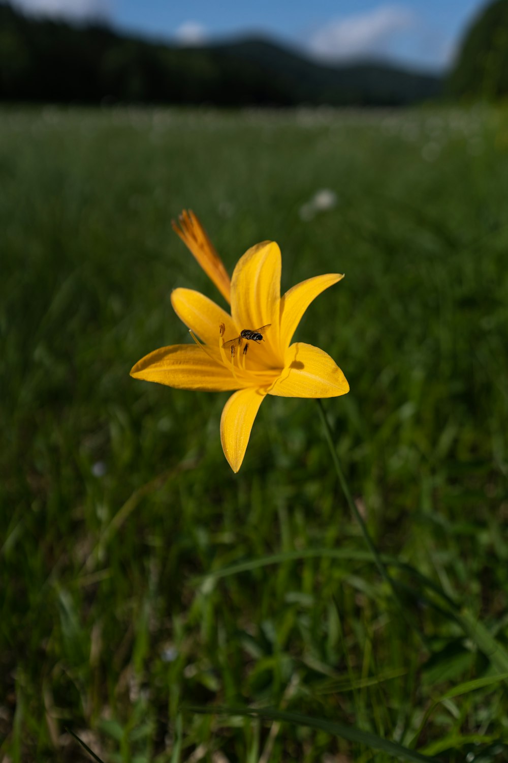 a close up of a flower