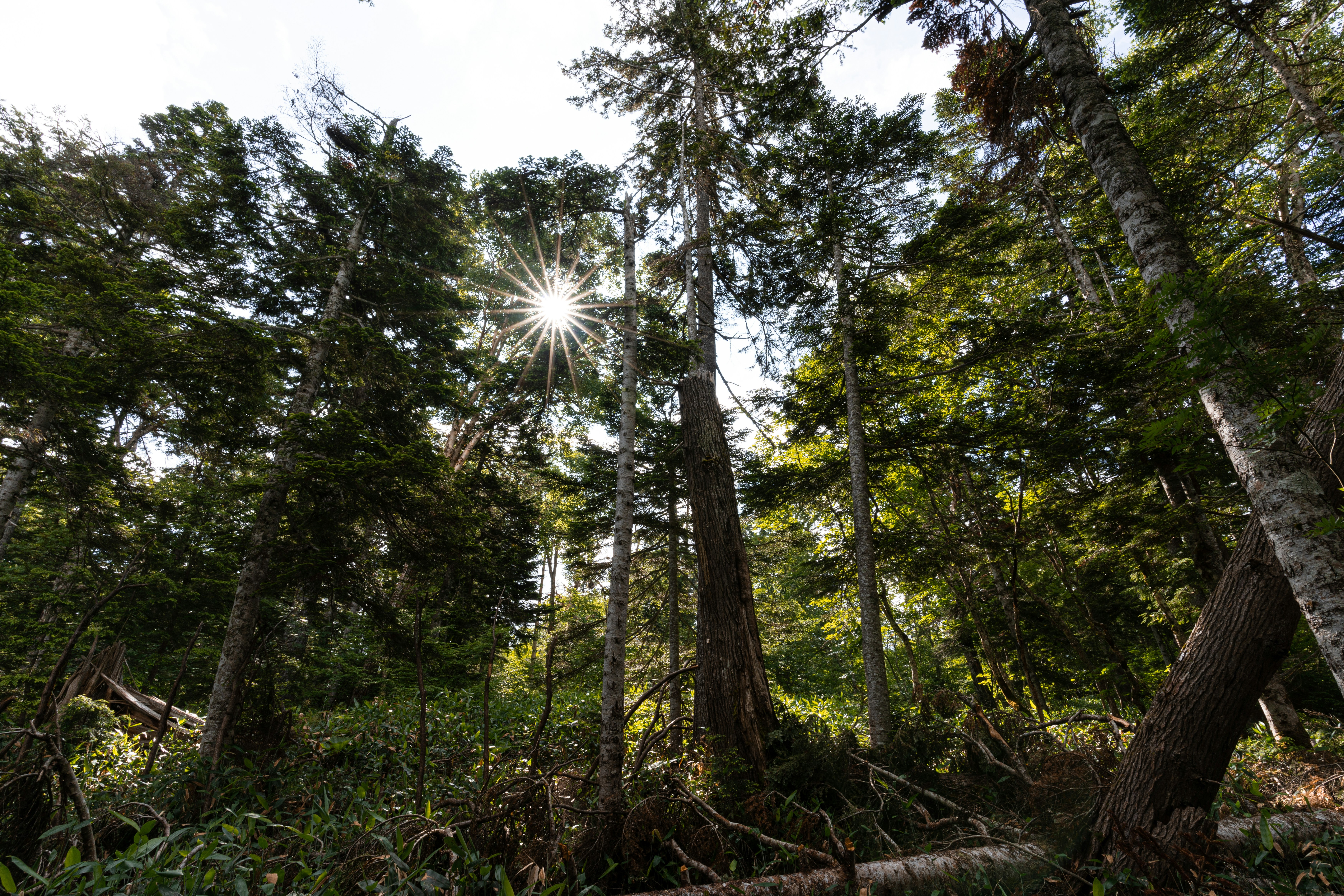 Une forêt arborée