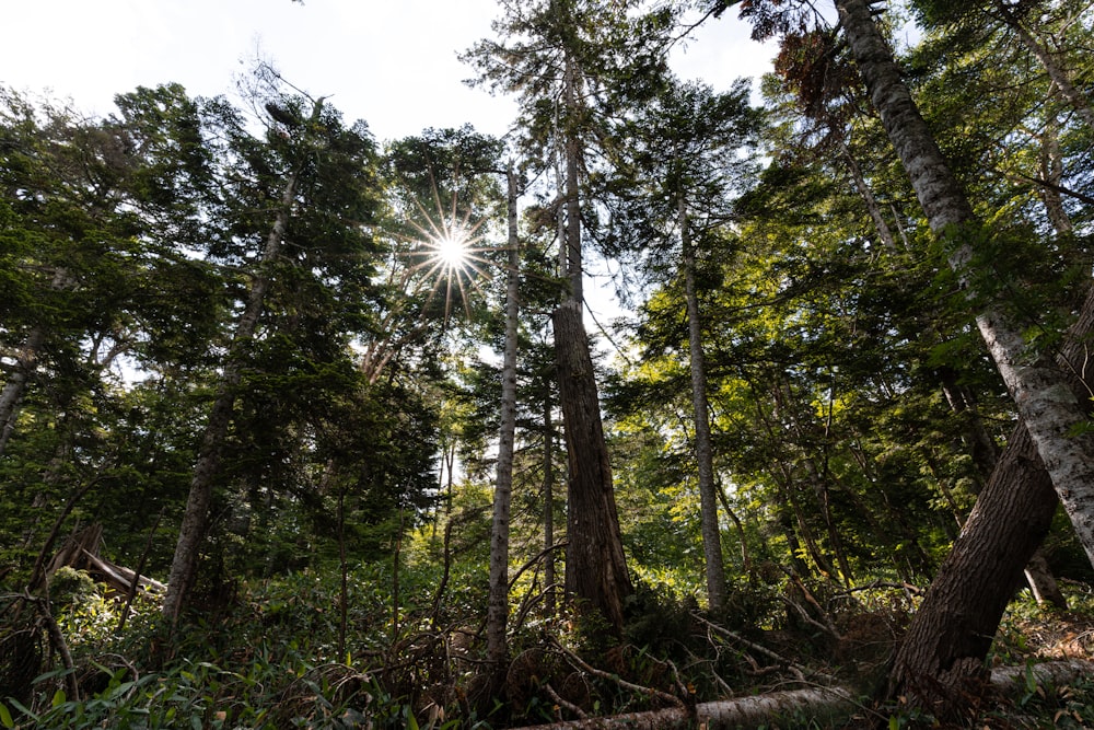 a forest with trees