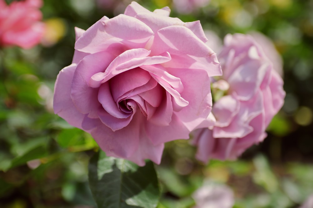 a close up of a flower