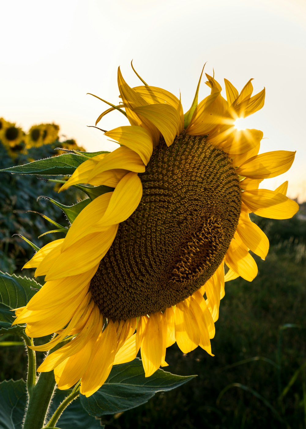 a large sunflower with a large center