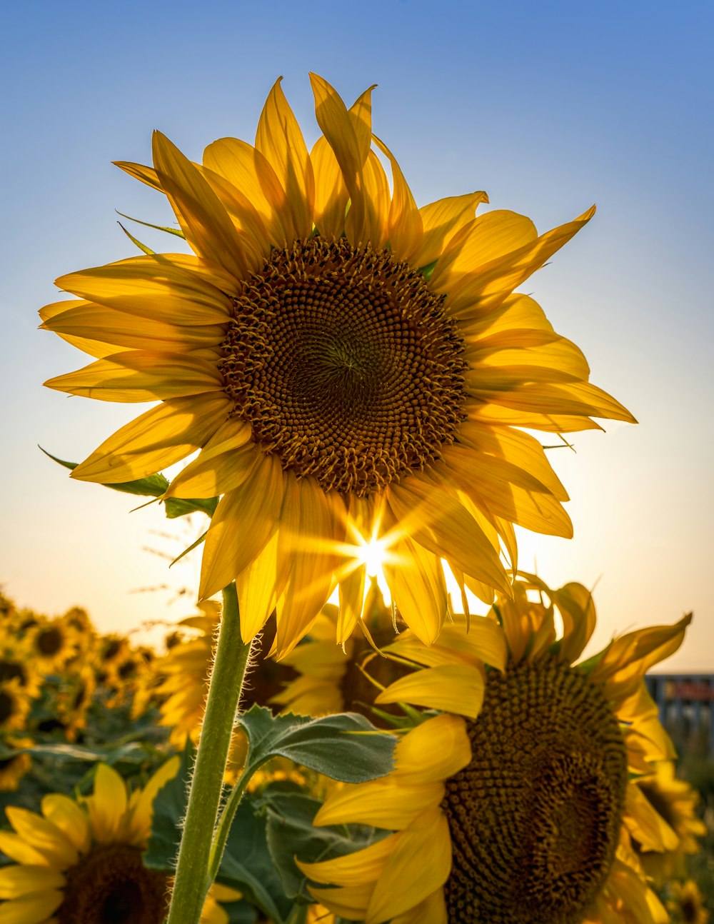 a close up of a sunflower