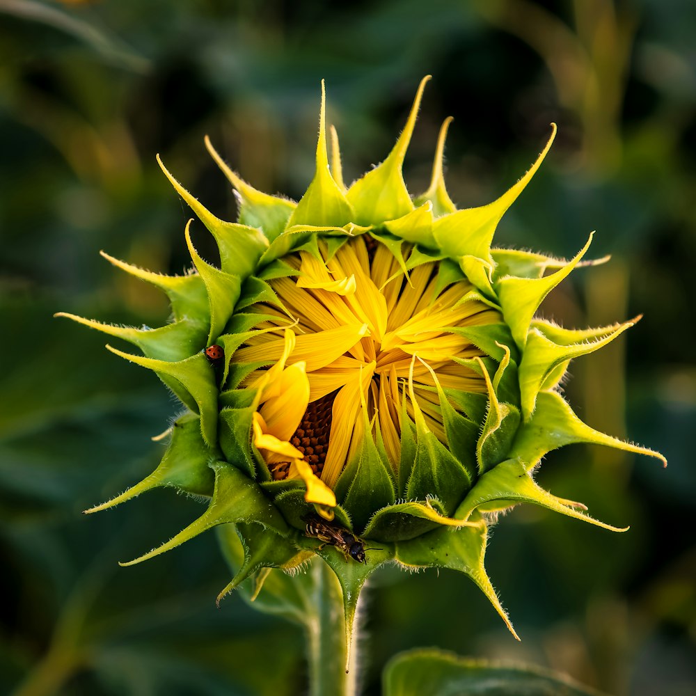 a close up of a sunflower in a field