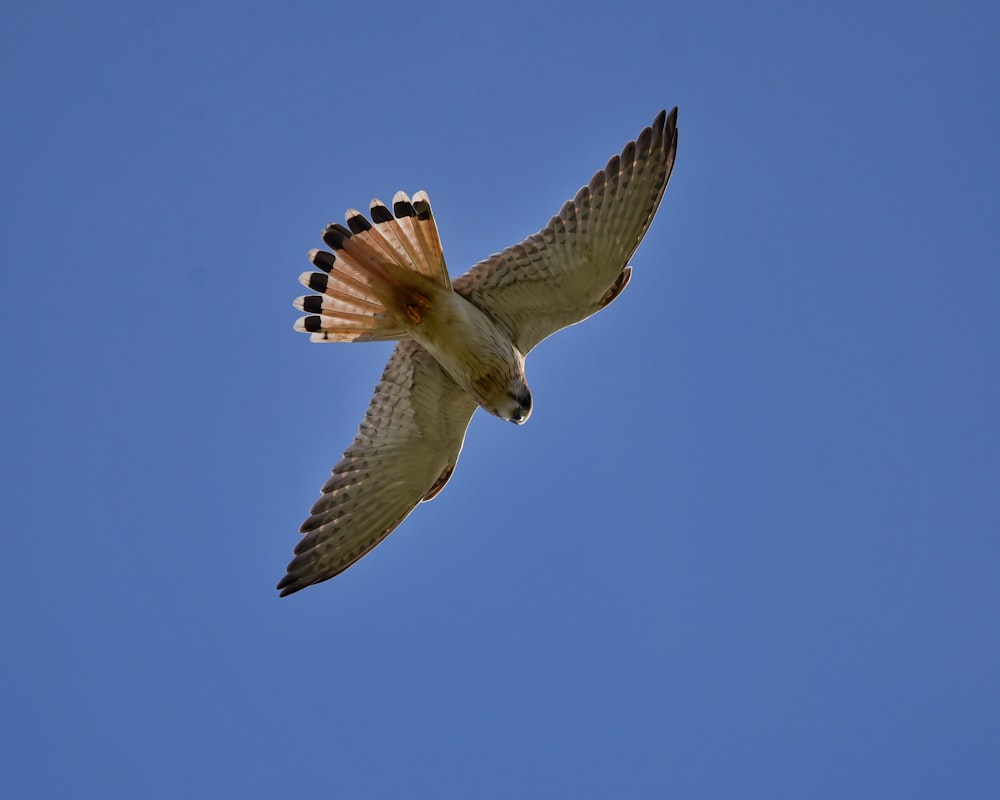 a bird flying in the sky