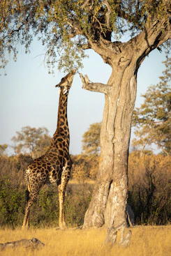 a giraffe eating from a tree
