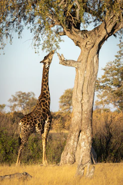 a giraffe eating from a tree