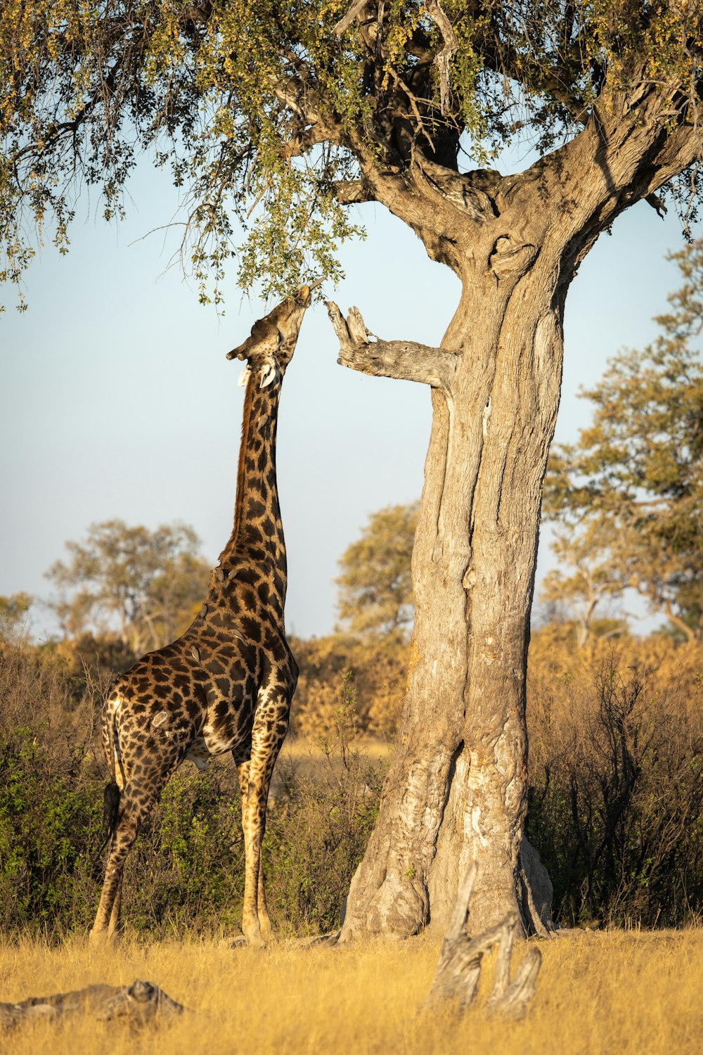 a giraffe eating from a tree