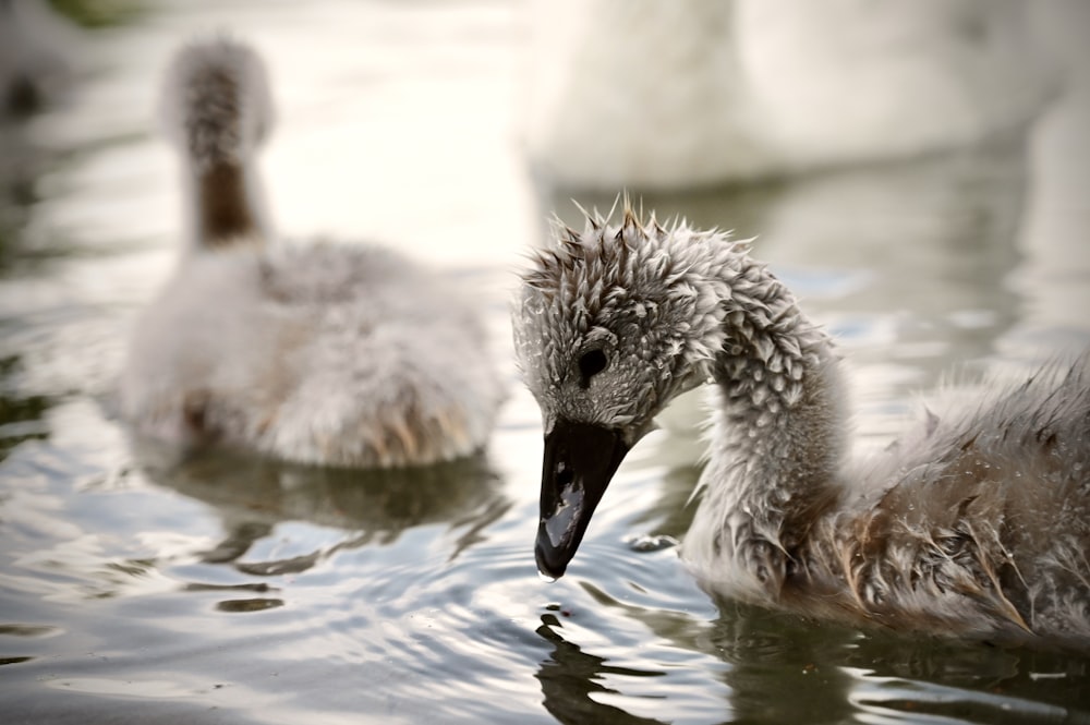 a couple of birds swimming in water