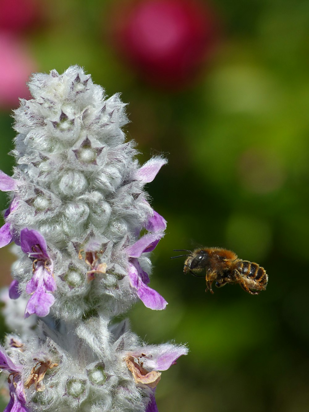 uma abelha voando em direção a uma flor com um fundo desfocado