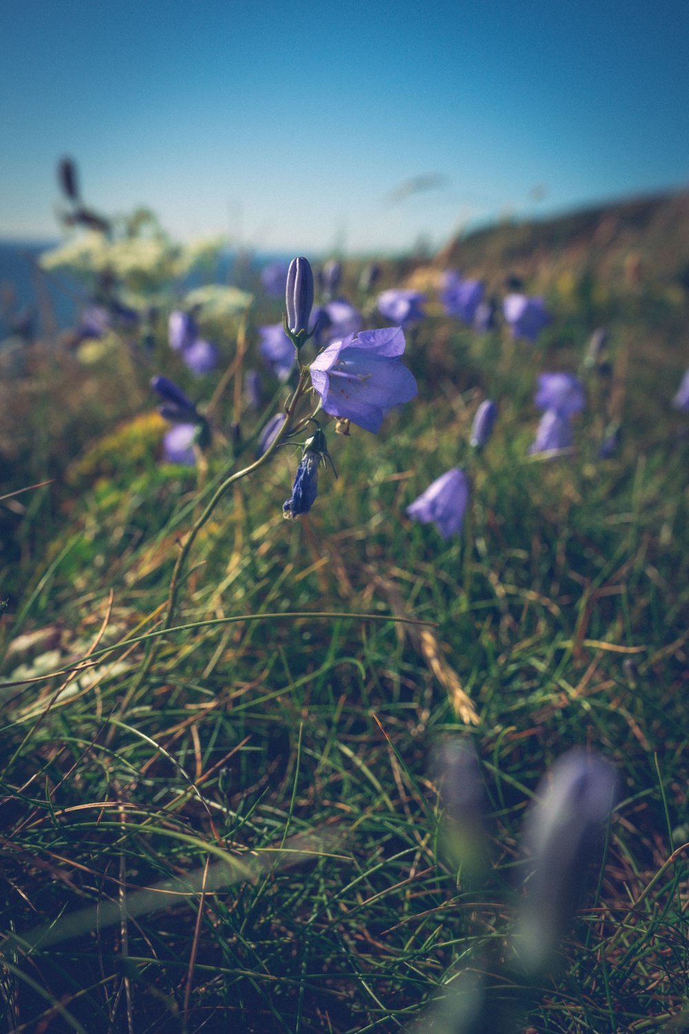 a close up of purple flowers