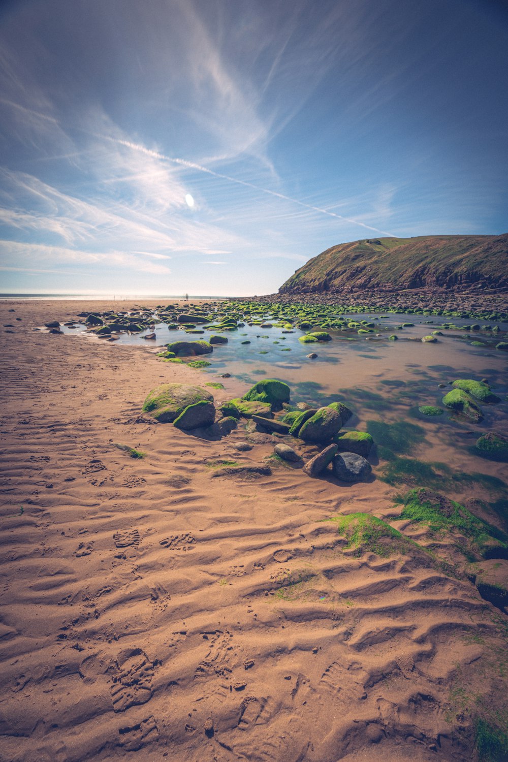 a beach with rocks and plants