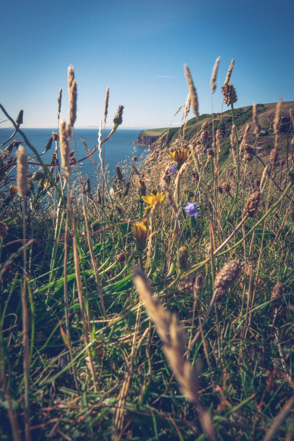 a field of tall grass with flowers