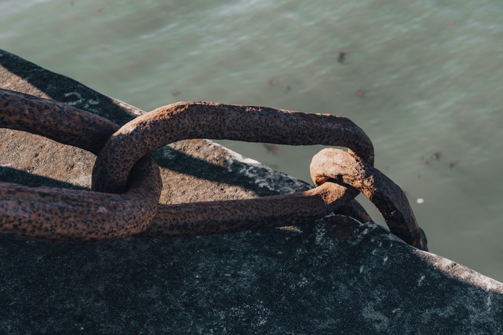 a snake on a rock