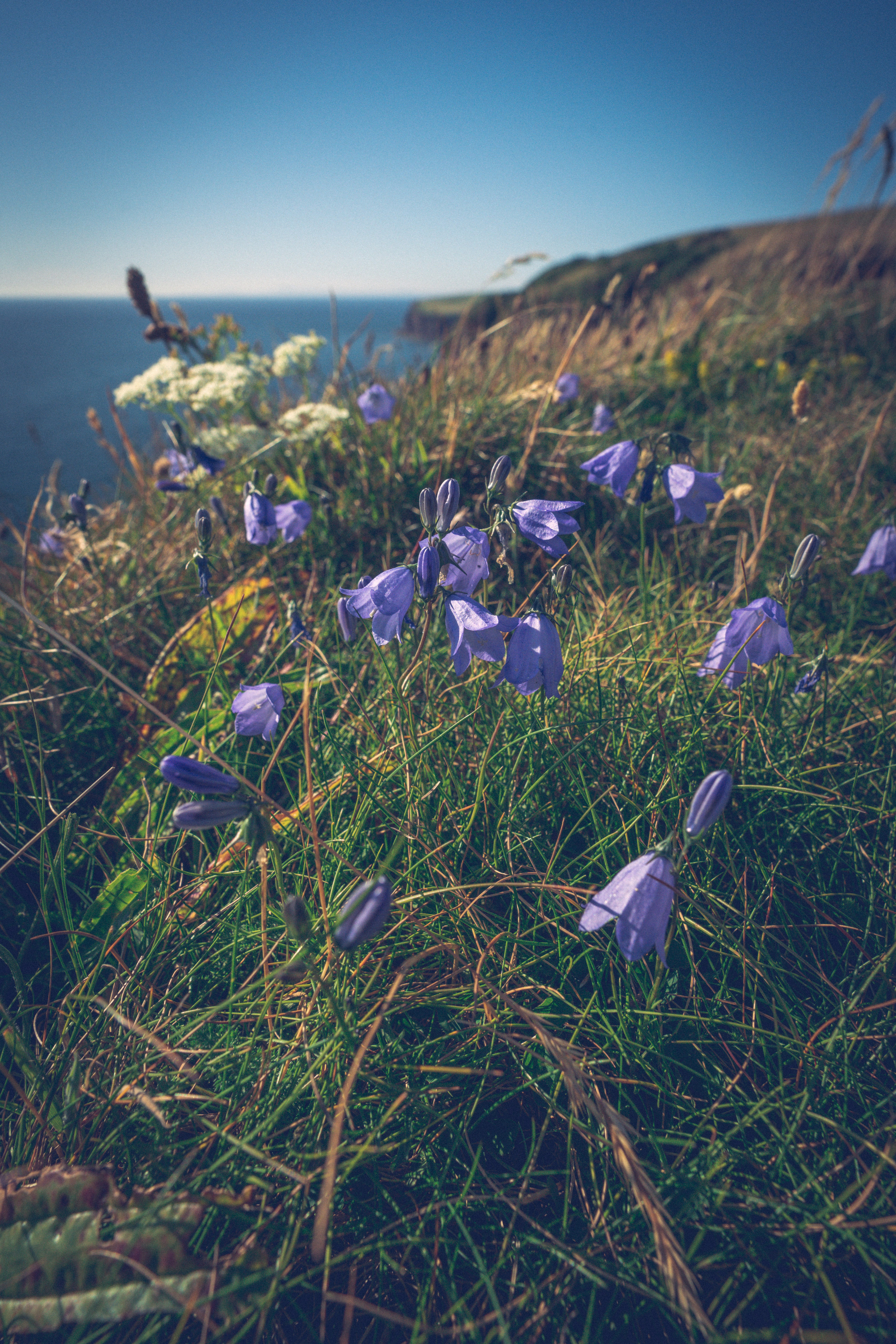 A field of purple flowers photo – Free Uk Image on Unsplash