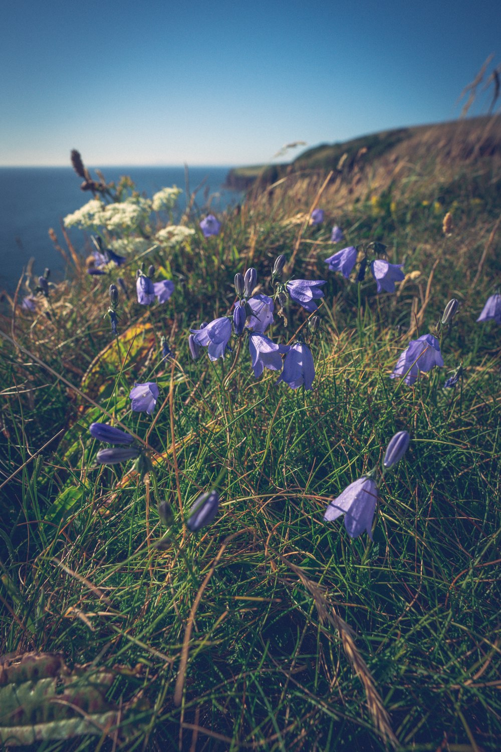 a field of purple flowers