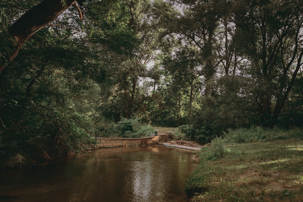 a river with trees on either side