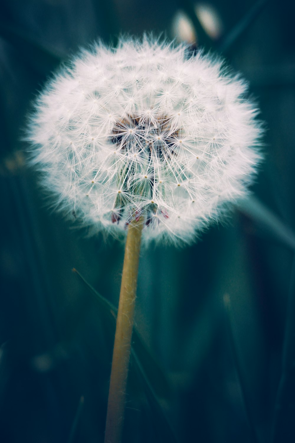 a dandelion flower with seeds