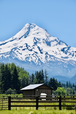 A snow-capped mountain rises majestically under a clear blue sky. In the foreground, there is a small wooden building with a metal roof set amidst lush greenery and surrounded by a wooden fence. Tall evergreen trees are visible around the building, adding to the serene and natural setting.