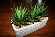A rectangular white planter contains three lush, green succulent plants with pointed leaves. The planter is filled with small, tan-colored pebbles and rests on a wooden surface with a polished finish.