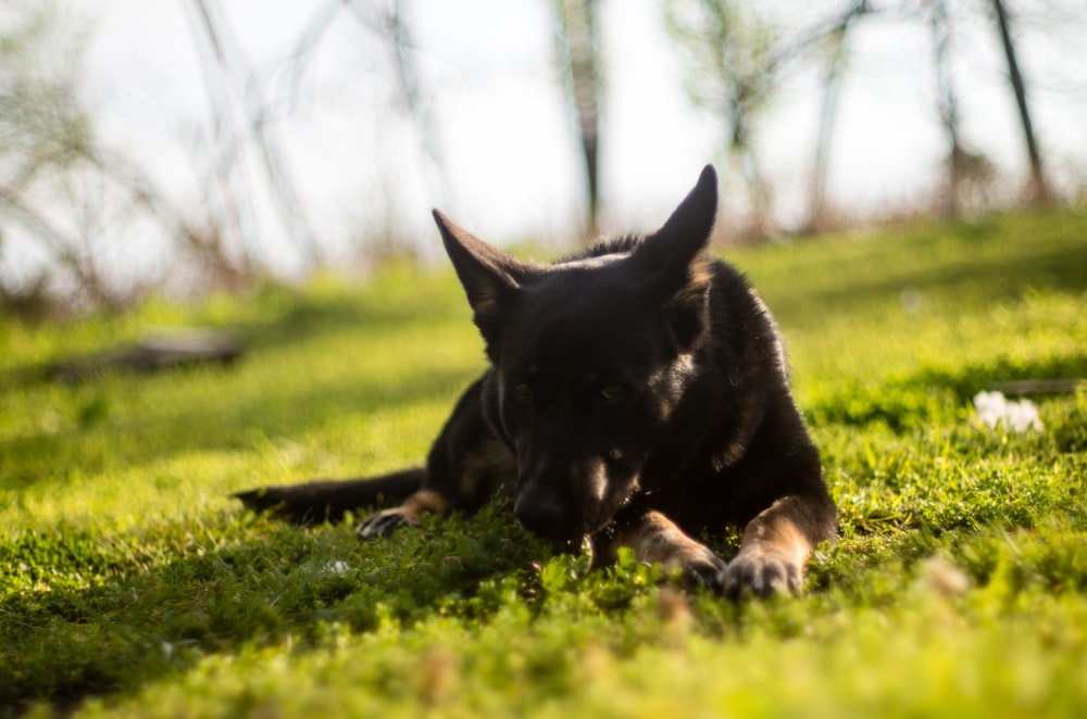 a black dog lying in the grass