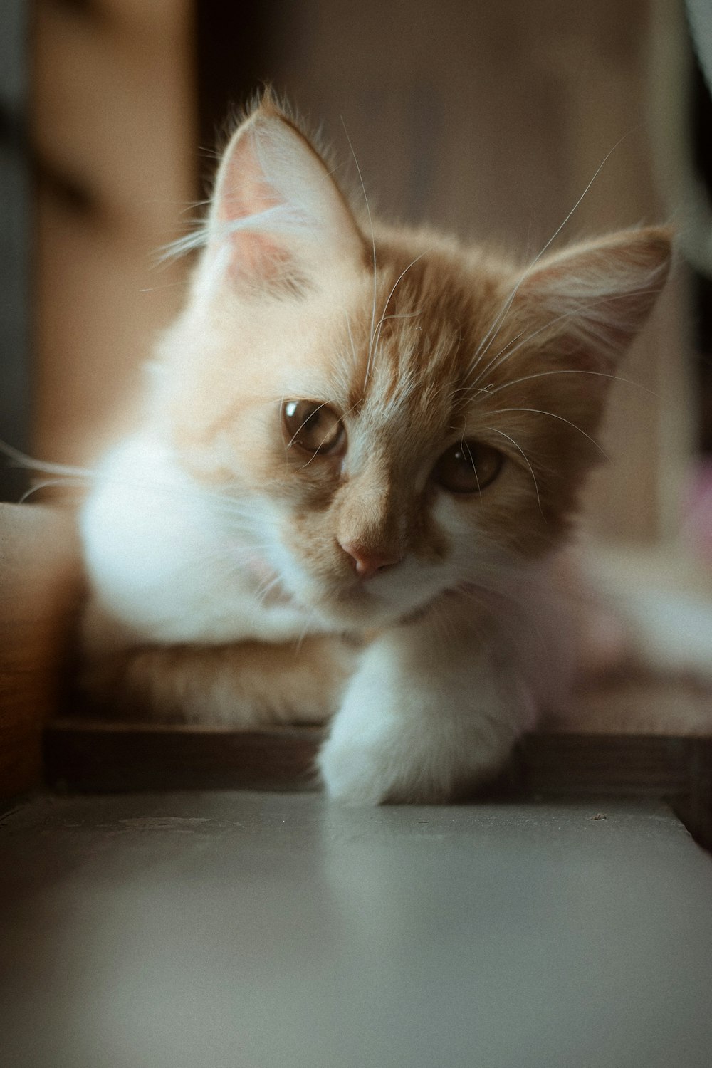 a cat lying on a table