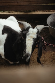 A black and white goat with prominent curved horns is lying down inside a rustic enclosure. The goat has a distinctive white patch on its forehead, and its surroundings include a wooden fence and a metal container. The lighting is soft and subdued, casting gentle shadows around the scene.