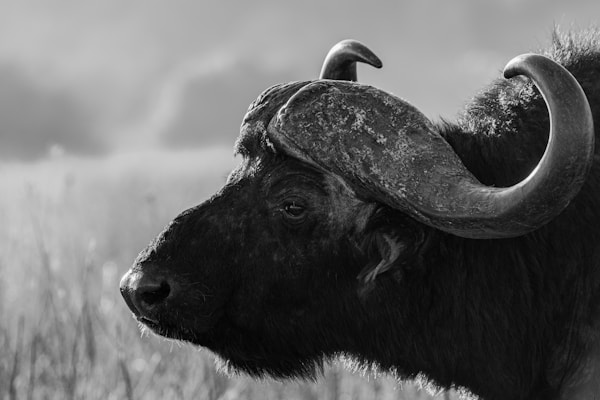 A side profile of a buffalo with large, curved horns, set against a blurred natural background.