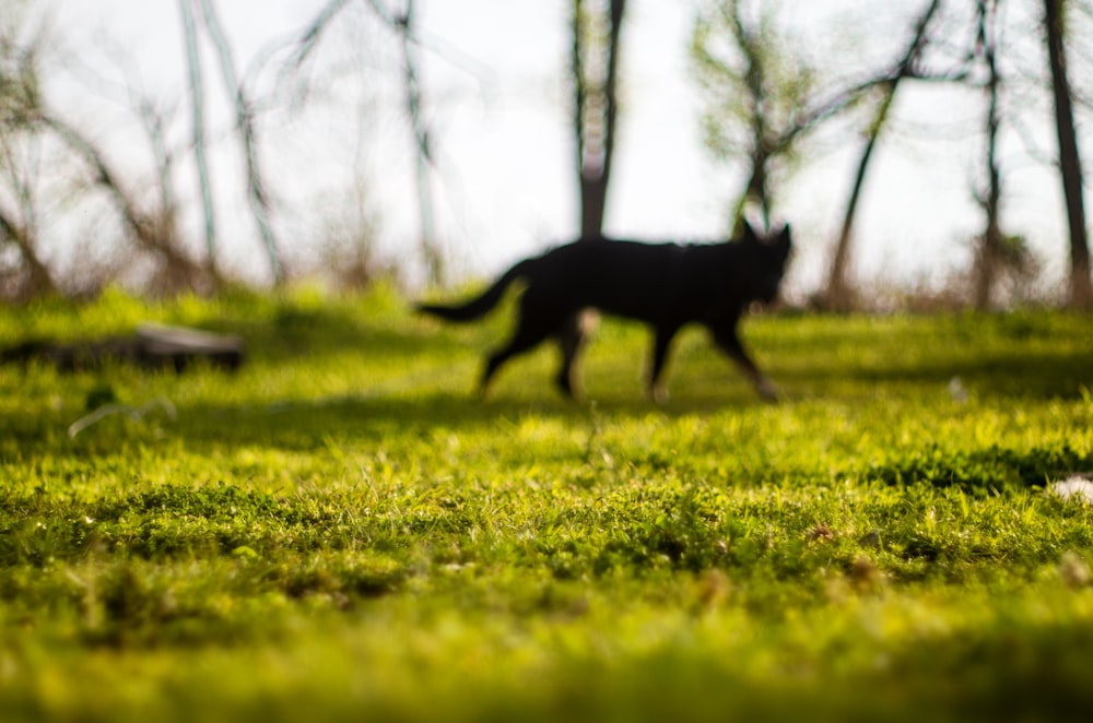 Un lupo nero che cammina in un campo