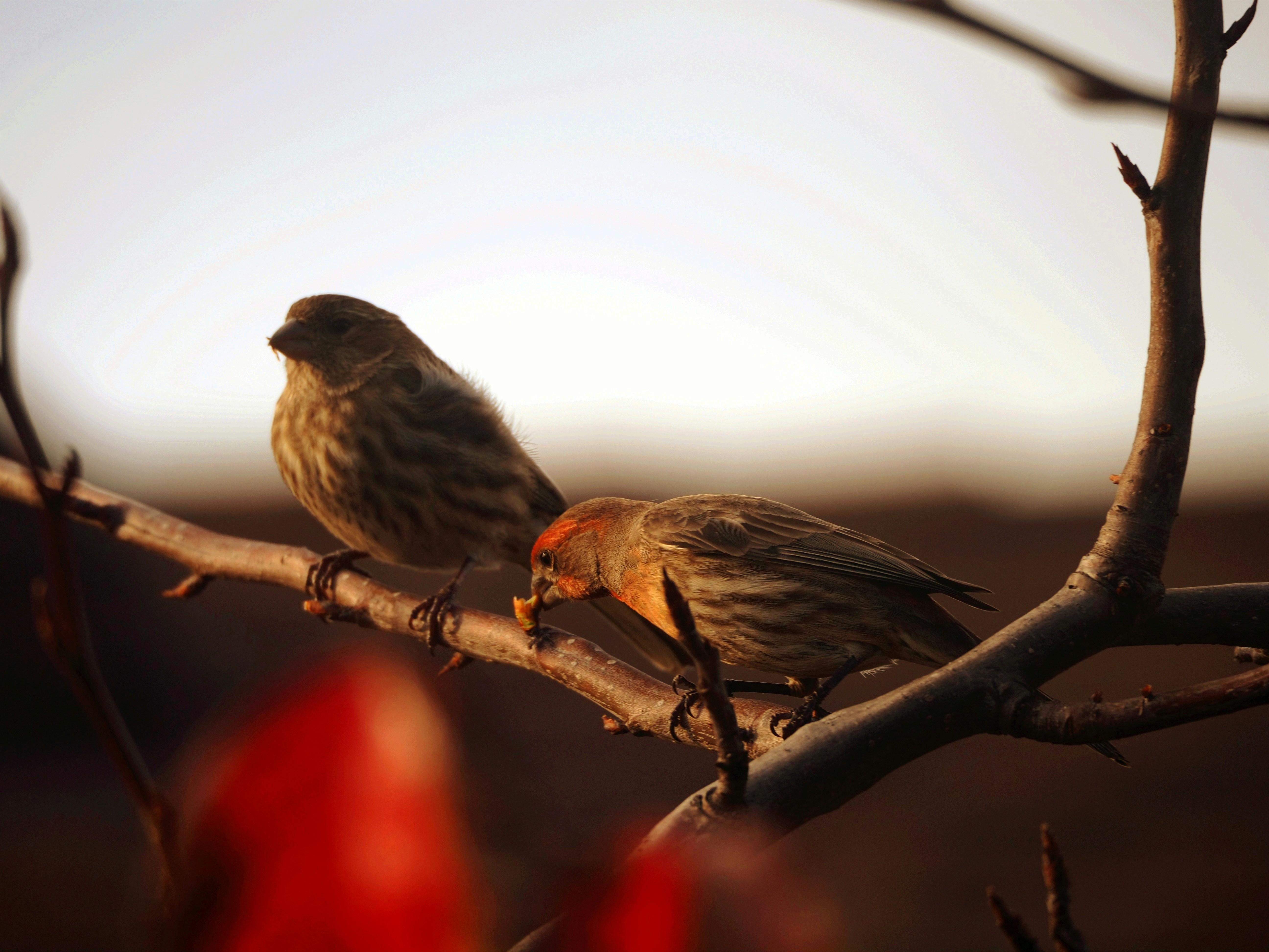 two birds on a branch