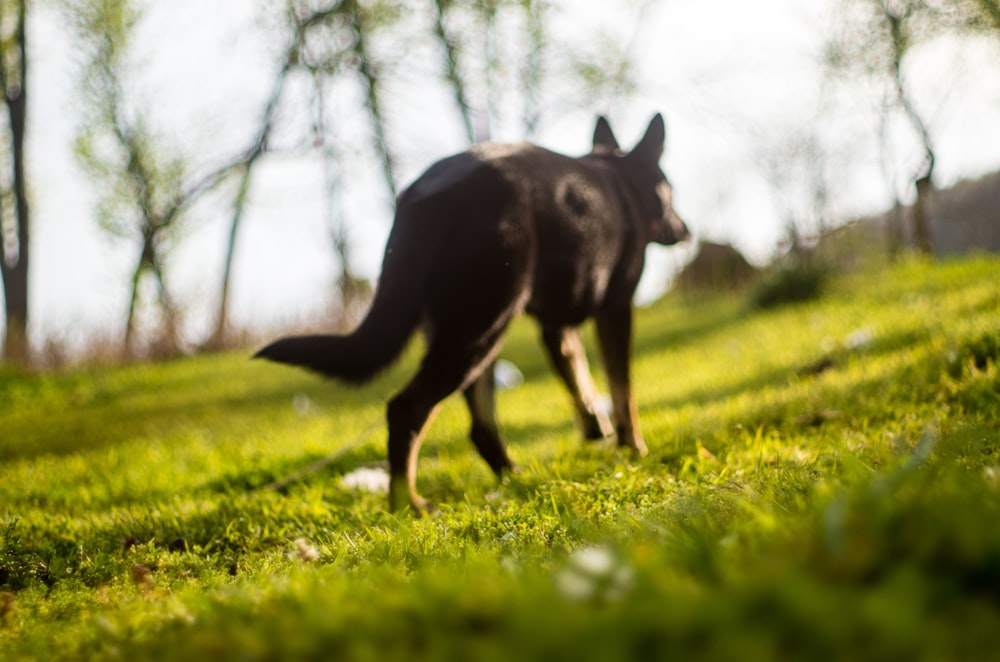 Un cane che cammina sull'erba