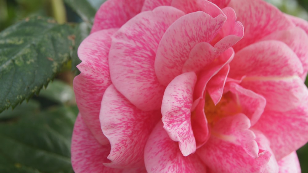 a pink flower with green leaves