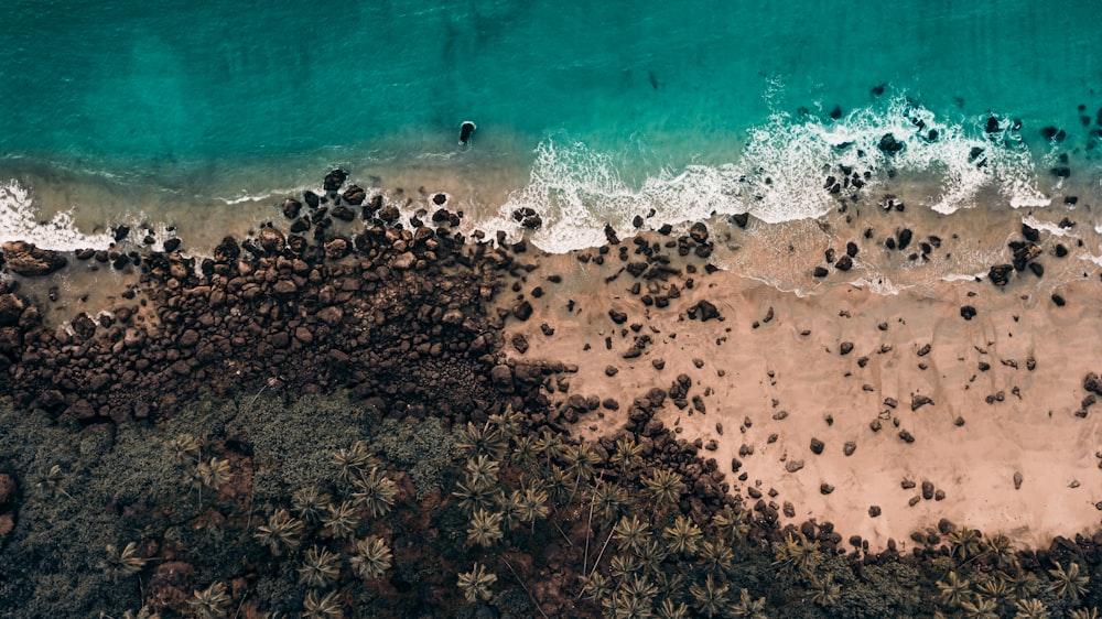 a large group of birds on a beach