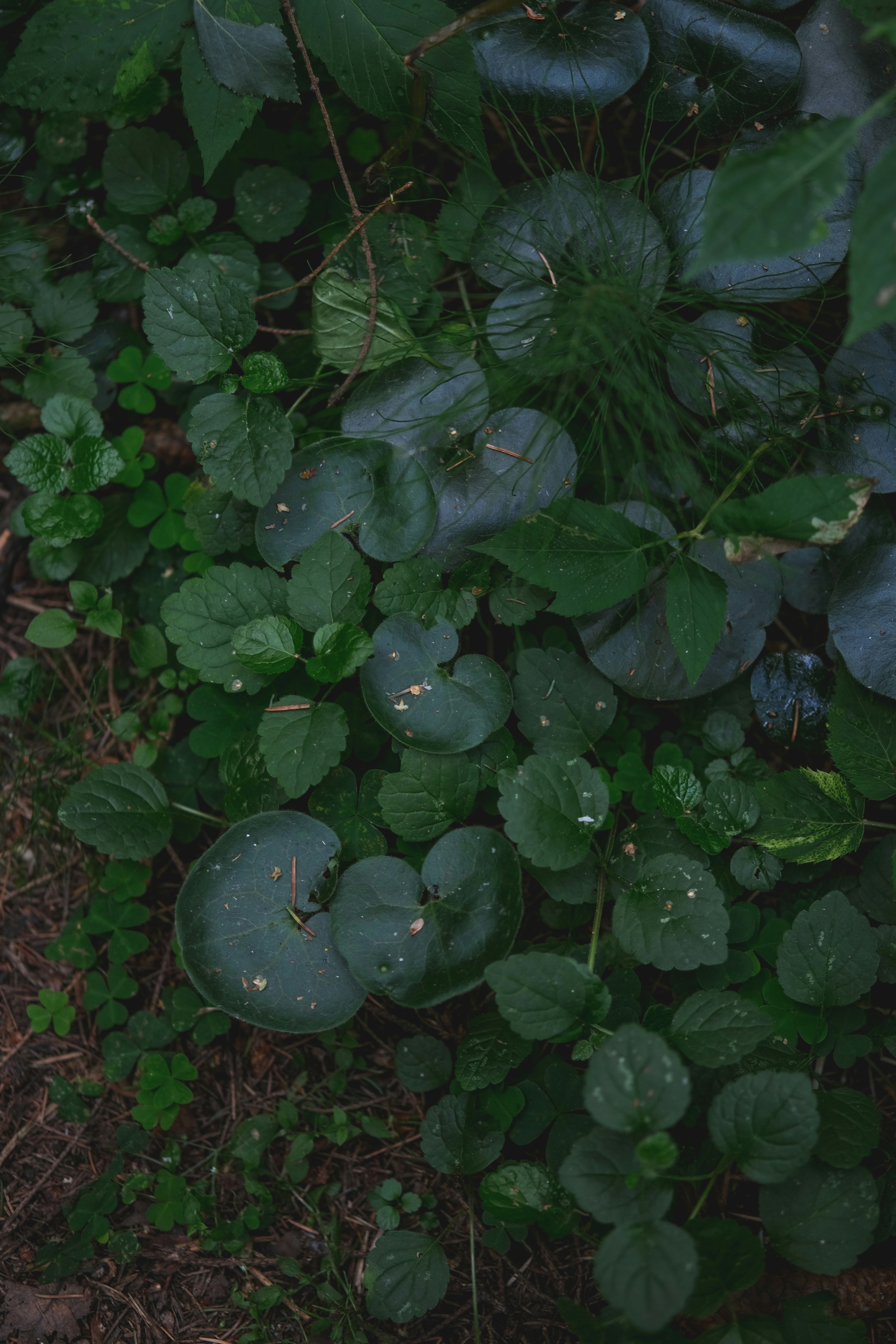 Photo by rolig_basseng