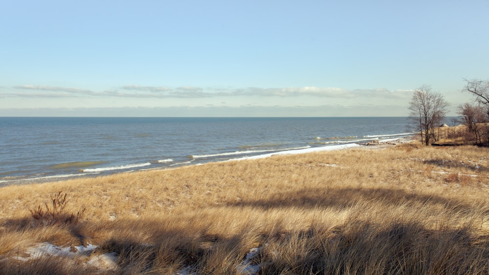 a grassy area next to a body of water