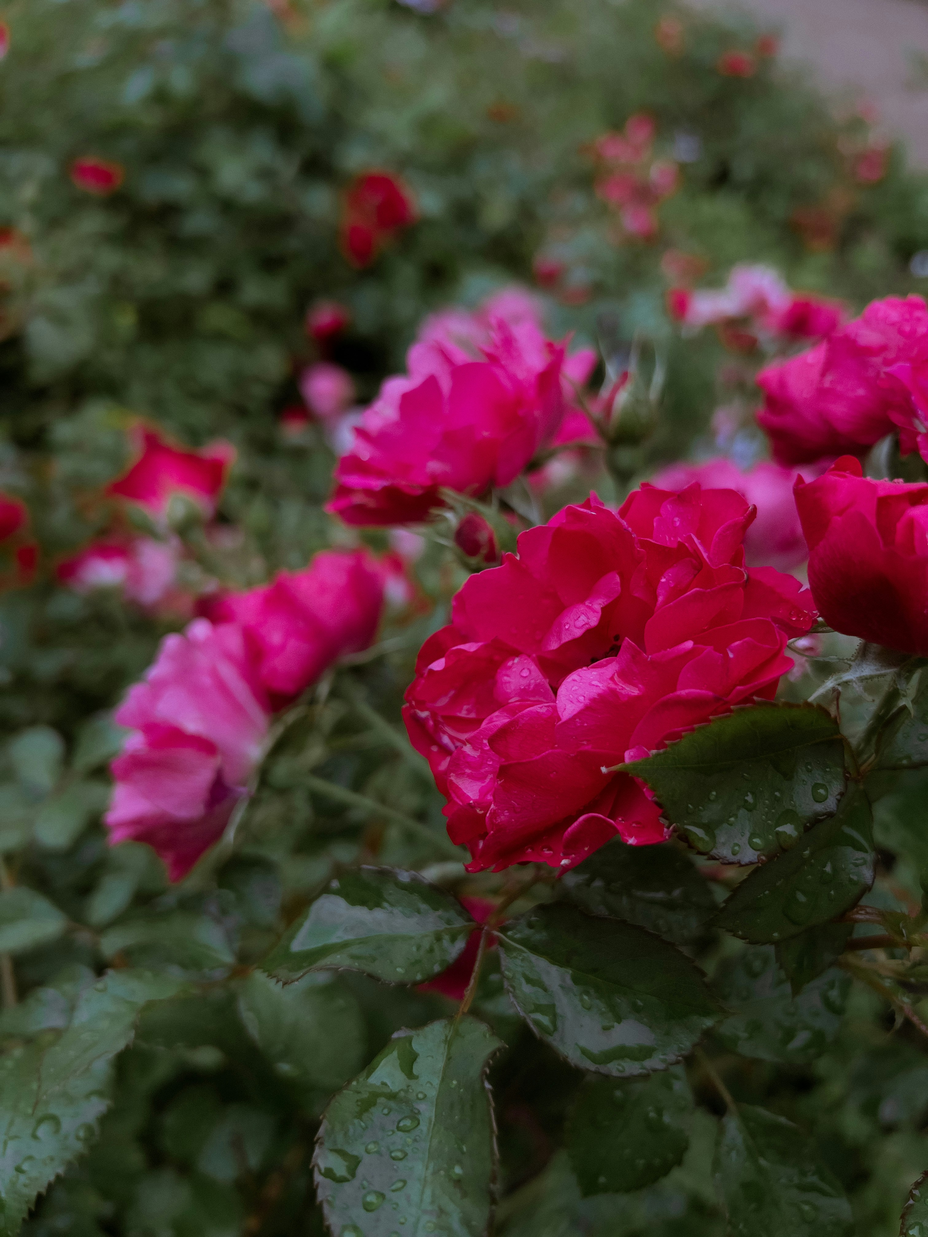 a group of flowers