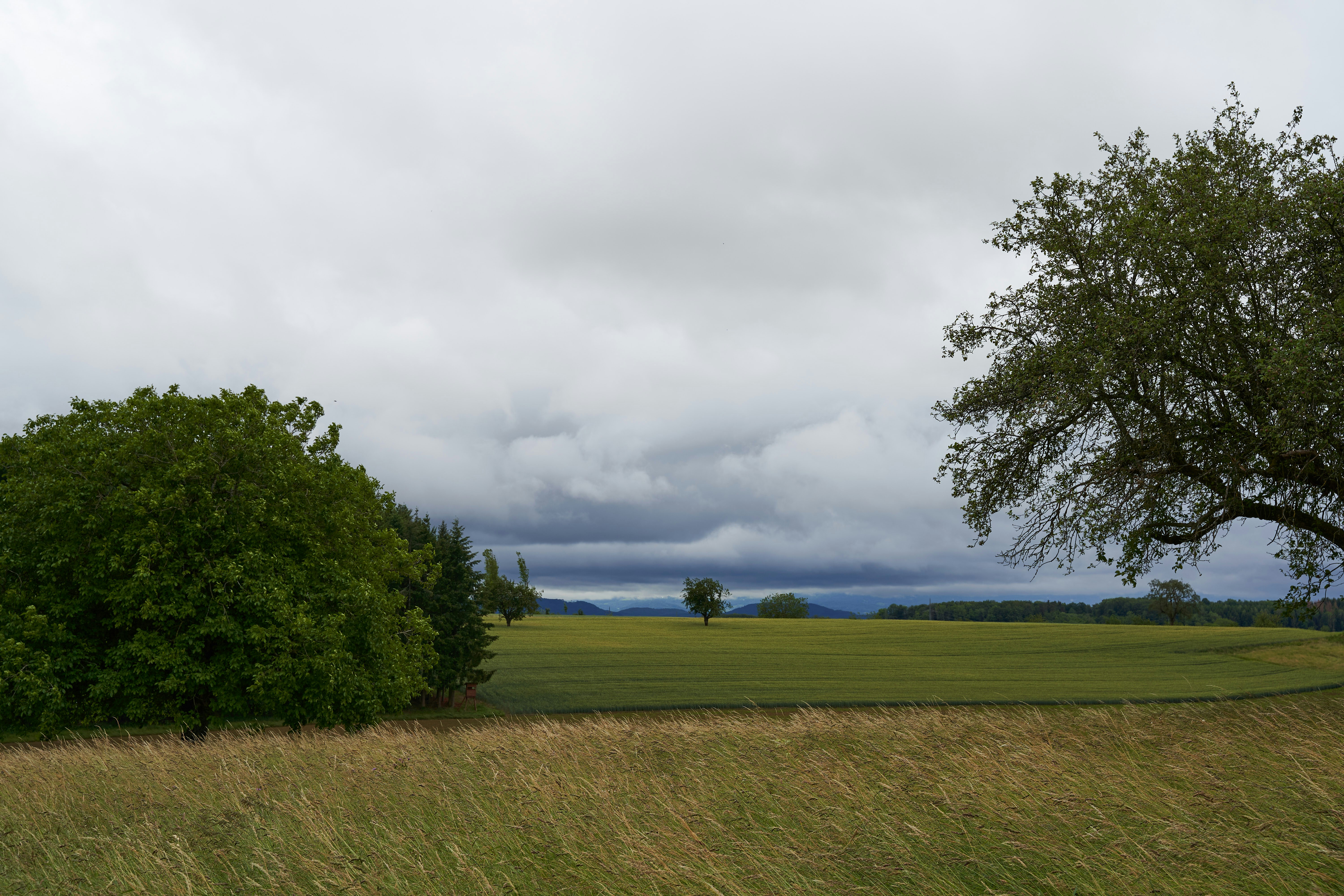 Photo by wolfgang_hasselmann