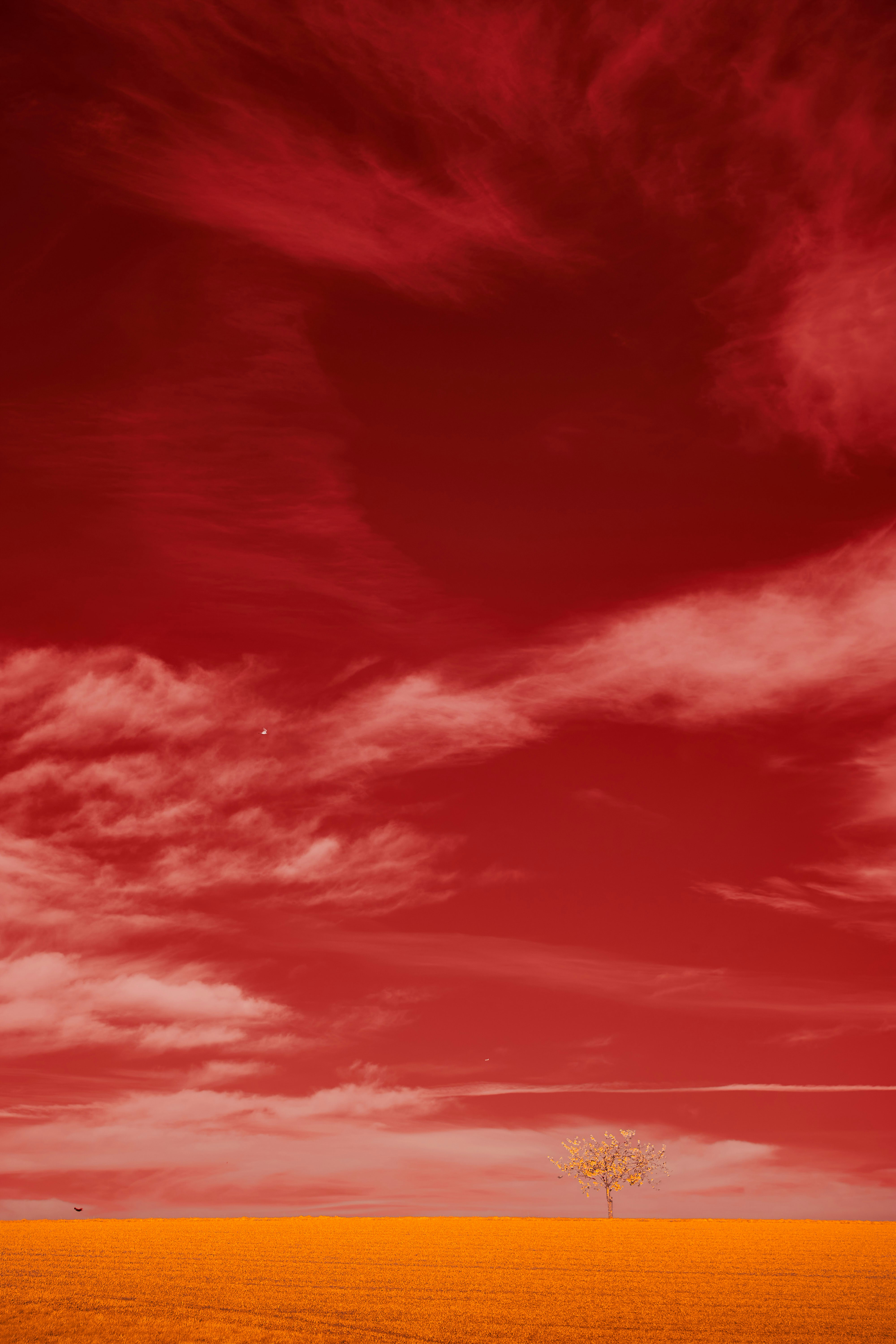 Photo by wolfgang_hasselmann