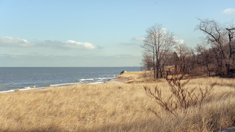 a grassy area next to a body of water