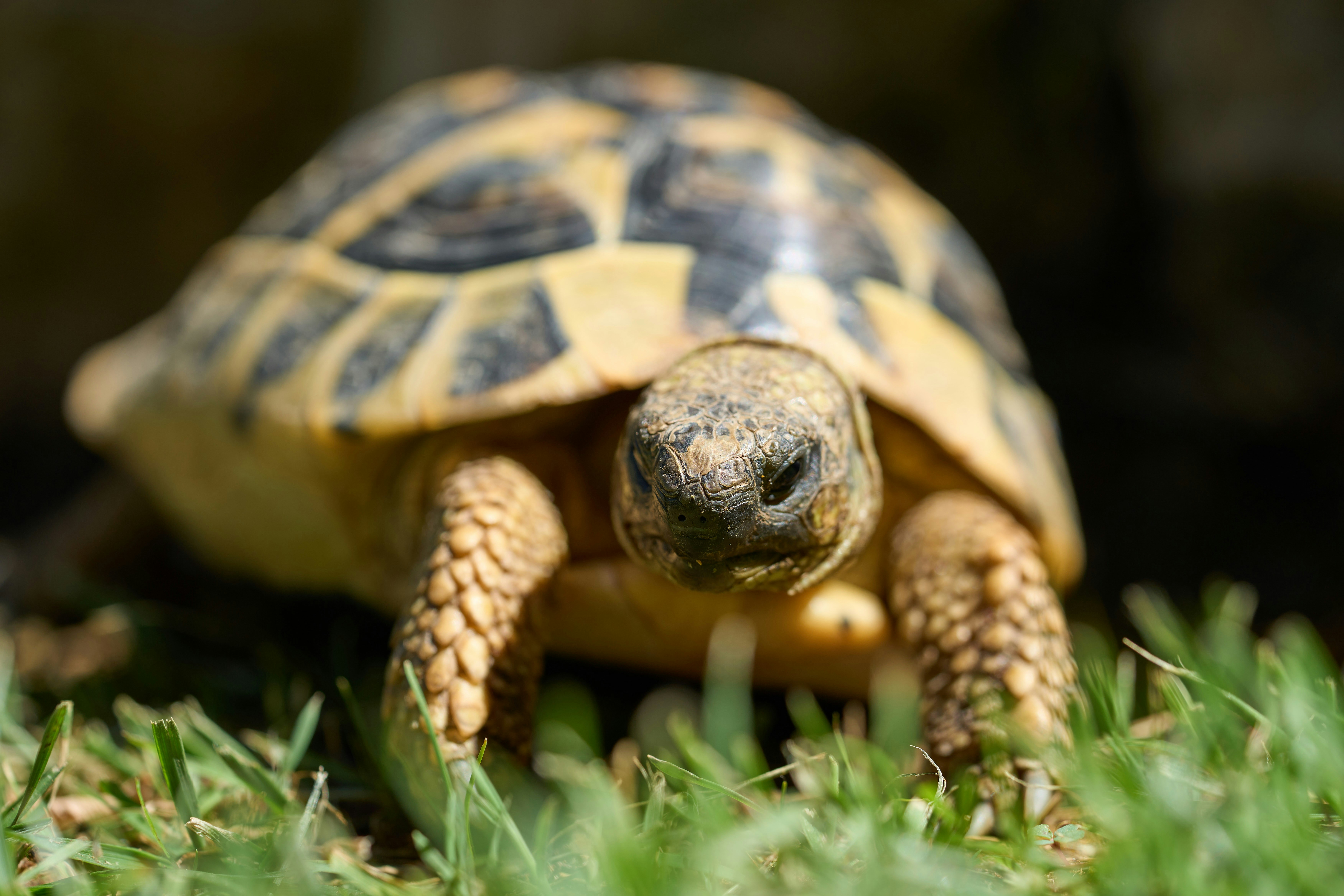 Photo by wolfgang_hasselmann