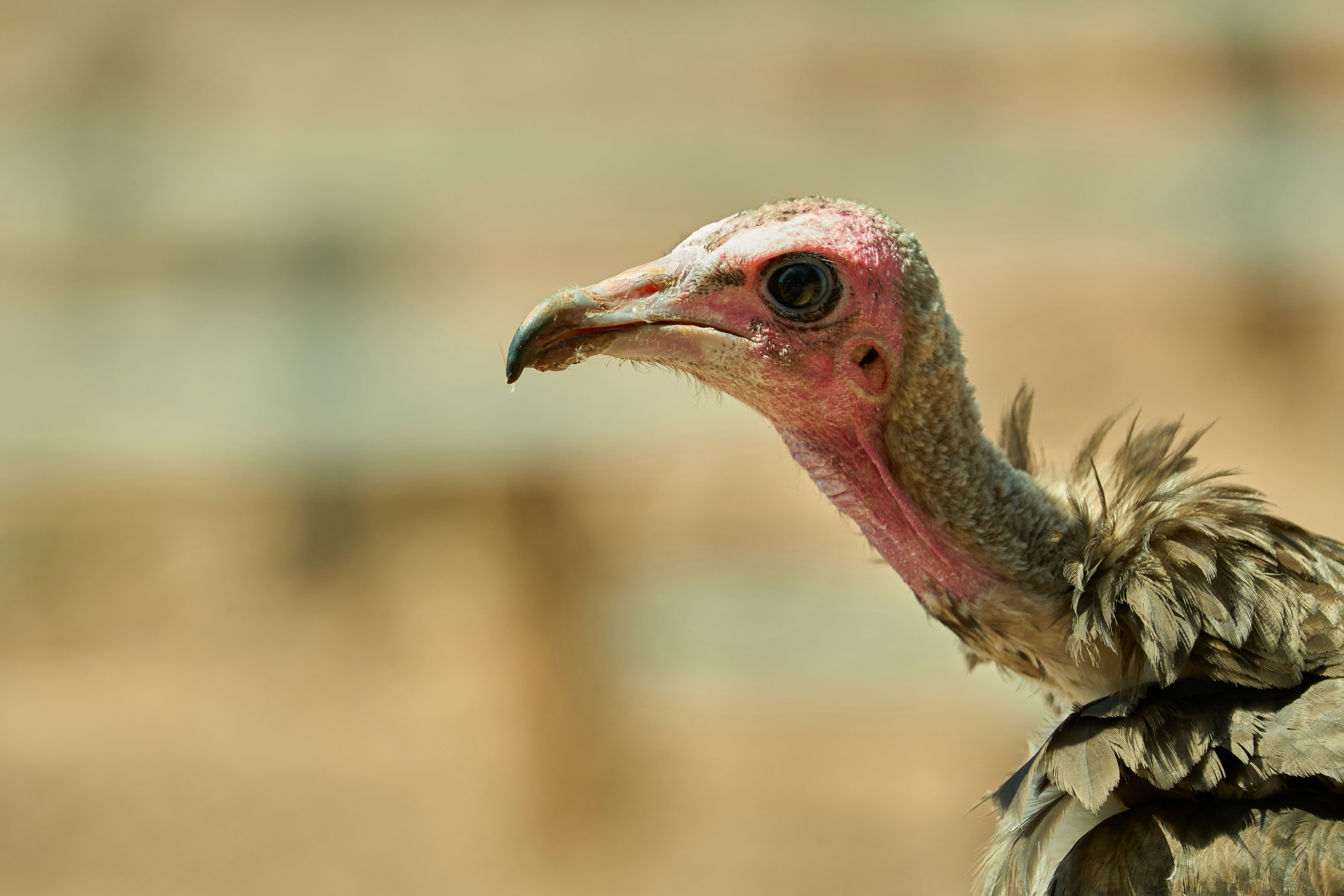 Photo by wolfgang_hasselmann