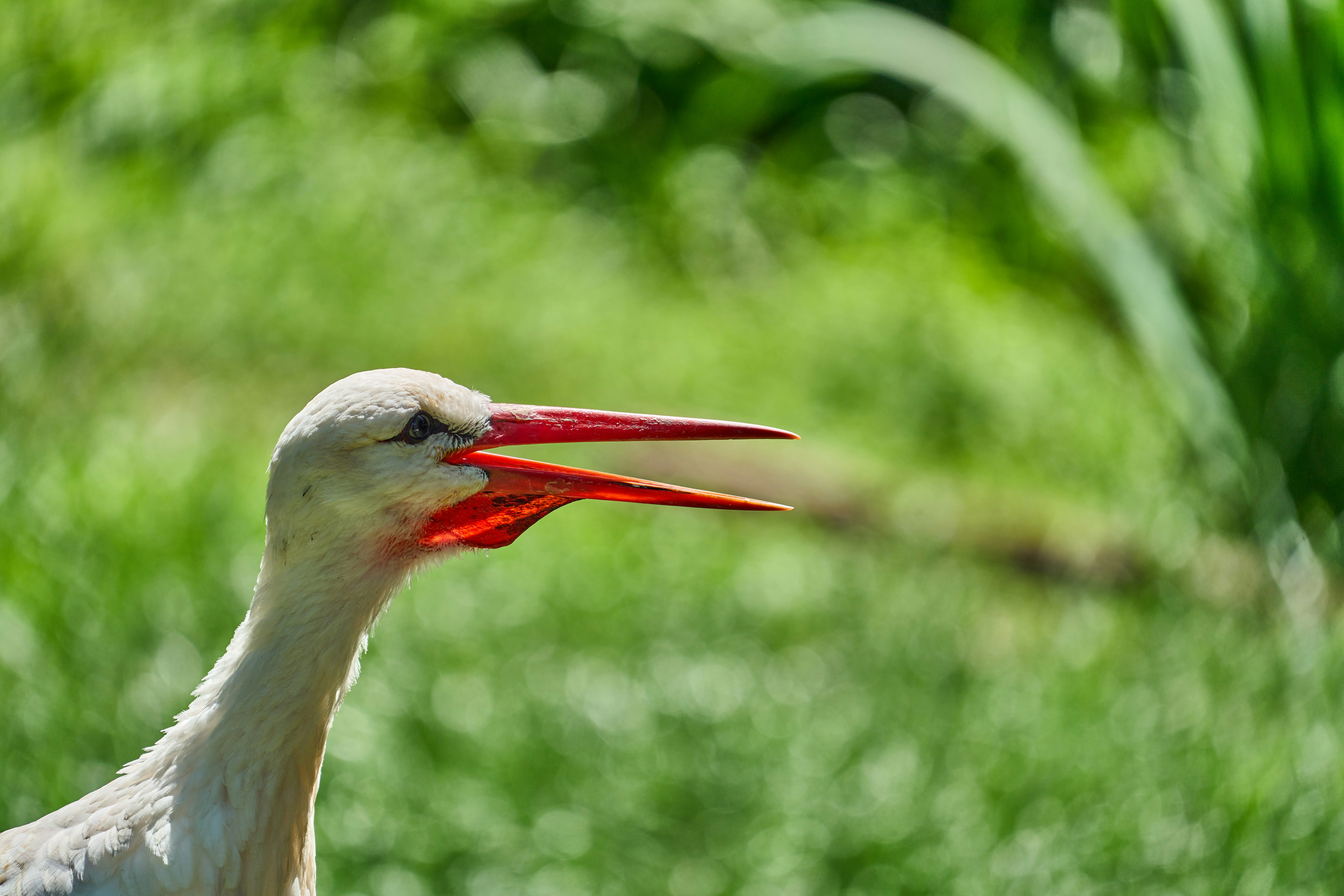 Photo by wolfgang_hasselmann