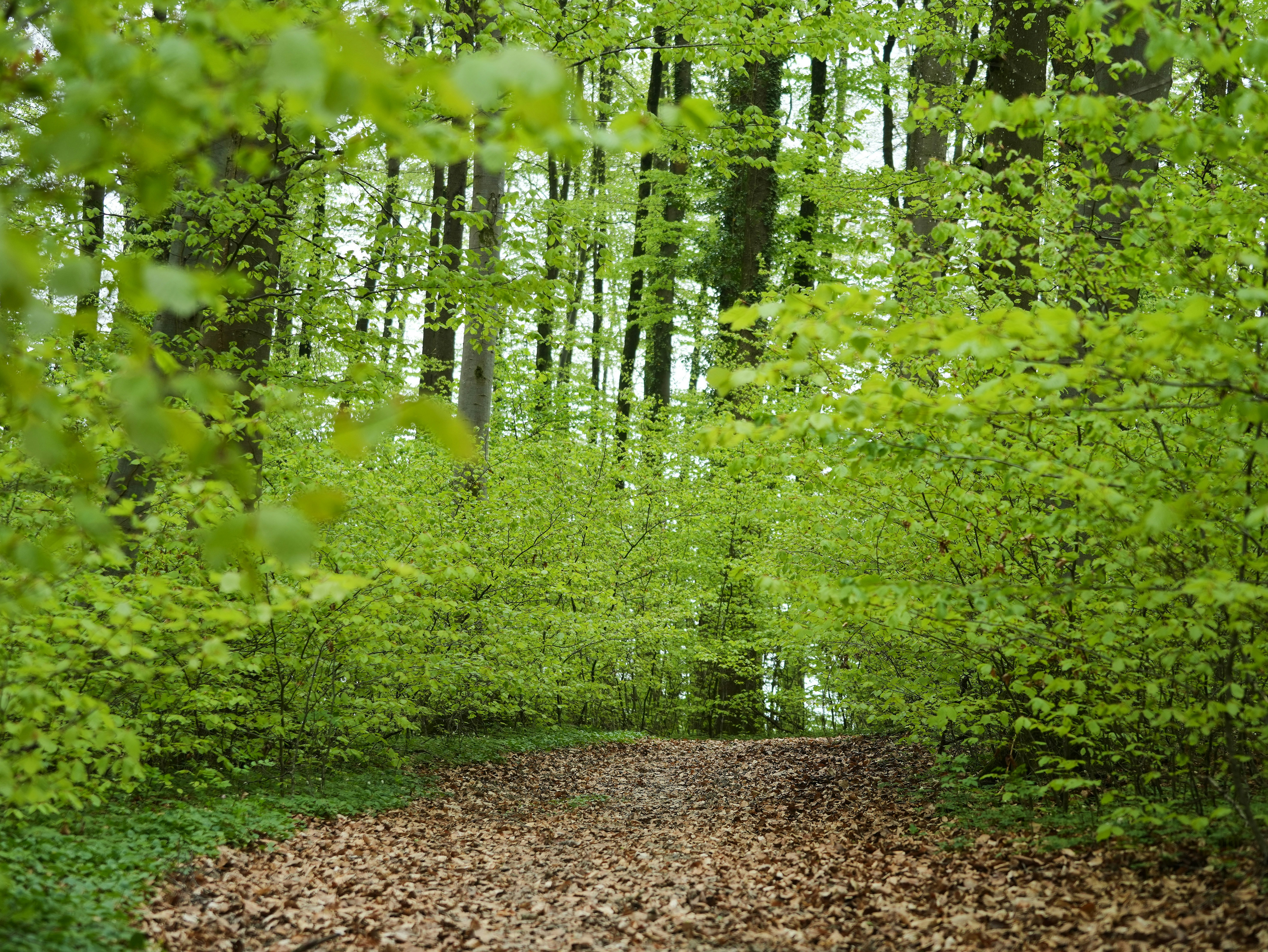 Photo by wolfgang_hasselmann