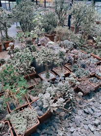 A collection of various succulent plants arranged in terracotta pots within a greenhouse setting. The scene features diverse types of succulents, each showcasing unique leaf shapes and sizes. Gravel covers the ground around the pots, adding texture to the arrangement. Sunlight filters through the glass, illuminating the lush green and silvery tones of the plants.