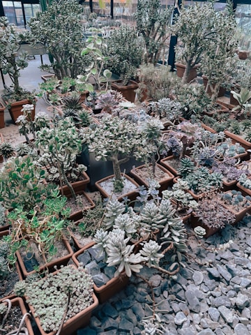 A collection of various succulent plants arranged in terracotta pots within a greenhouse setting. The scene features diverse types of succulents, each showcasing unique leaf shapes and sizes. Gravel covers the ground around the pots, adding texture to the arrangement. Sunlight filters through the glass, illuminating the lush green and silvery tones of the plants.