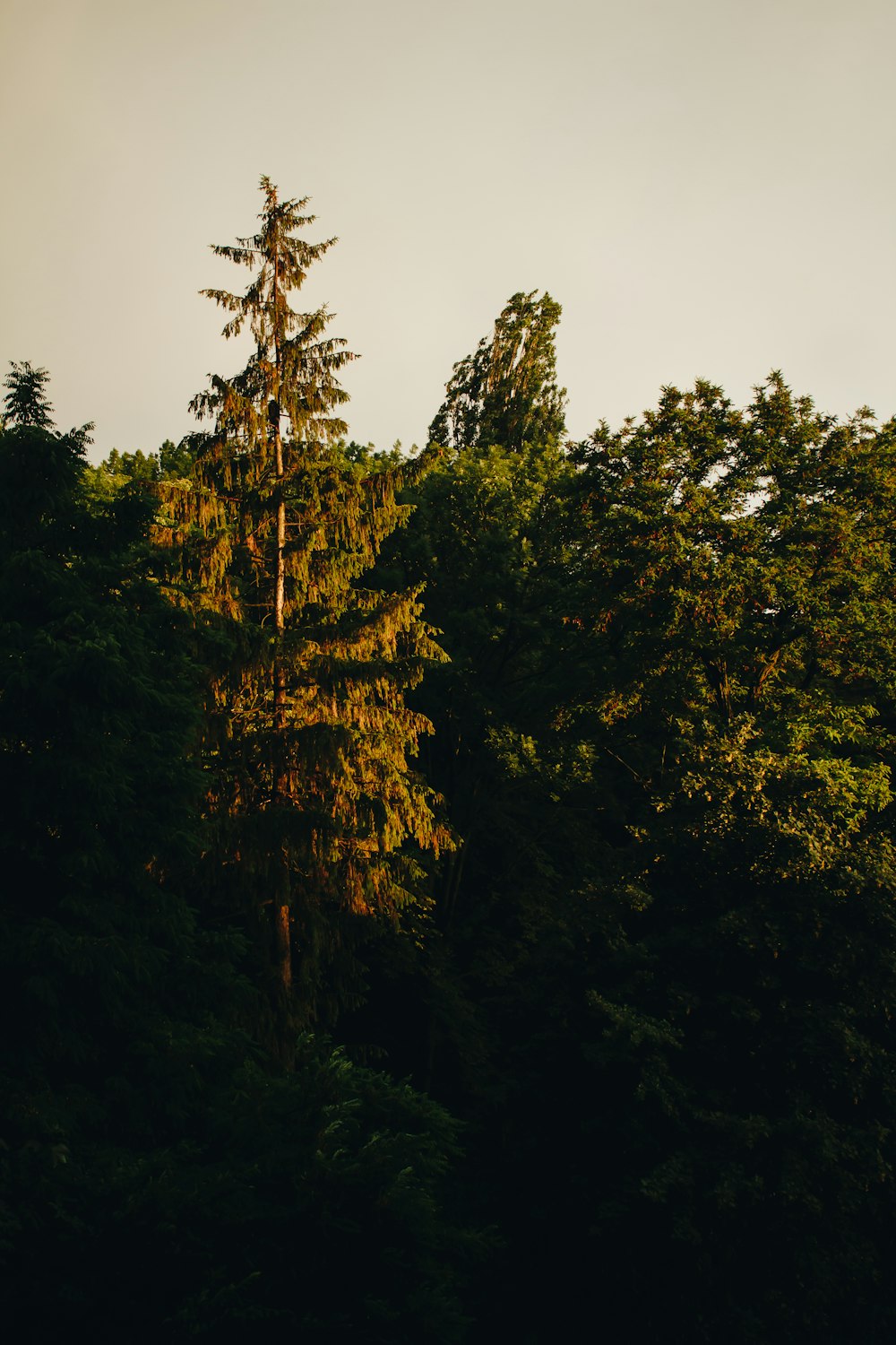 a group of trees