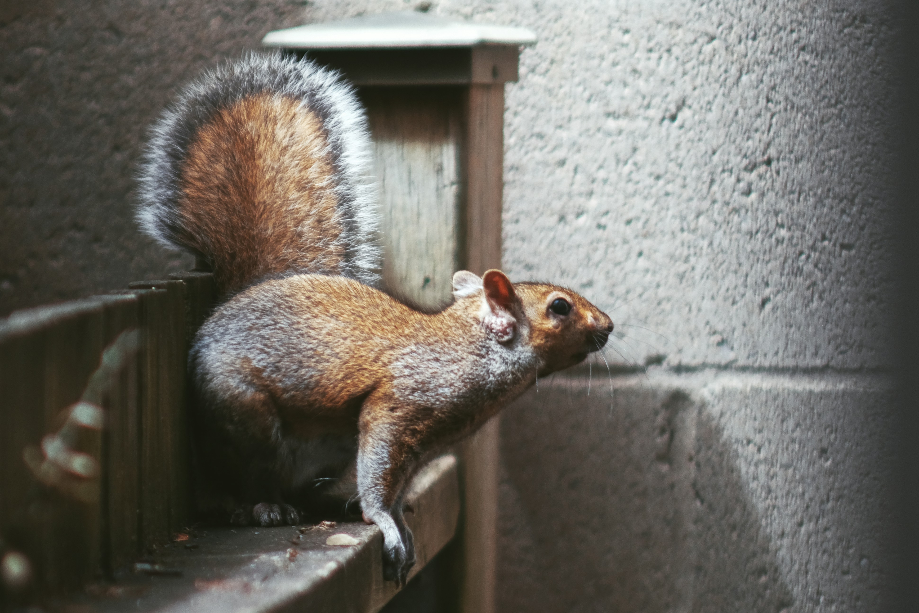 a squirrel on a ledge